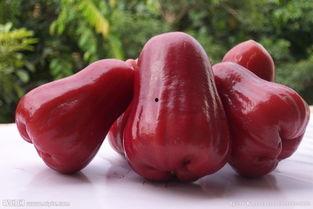 国产莲雾最新视频