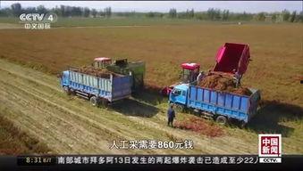 国产水稻试种视频