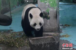 国产熊猫养殖视频,国产熊猫养殖生活大揭秘