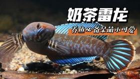 如何养好国产雷龙鱼视频,视频揭秘成功秘诀